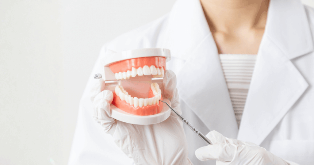 歯科医院で歯の模型を使い予防や検診内容を説明する歯科医師